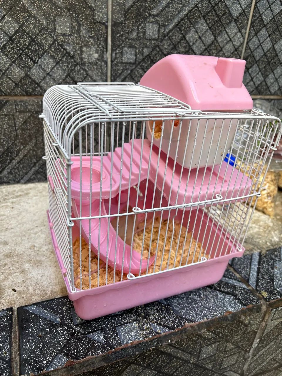 Mini ratinho de estimação 