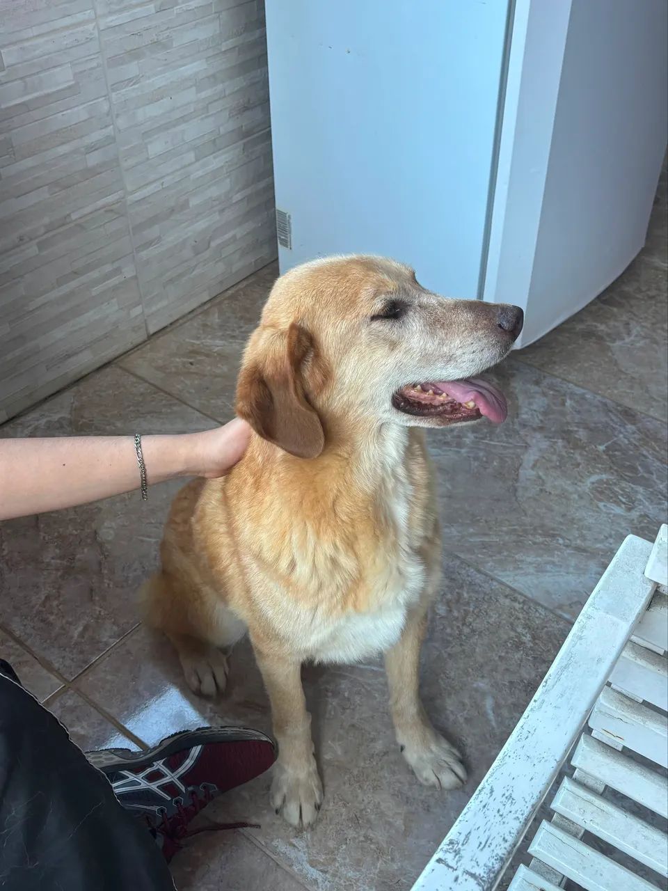 DOAÇÃO RESPONSÁVEL CACHORRO - Foto 3