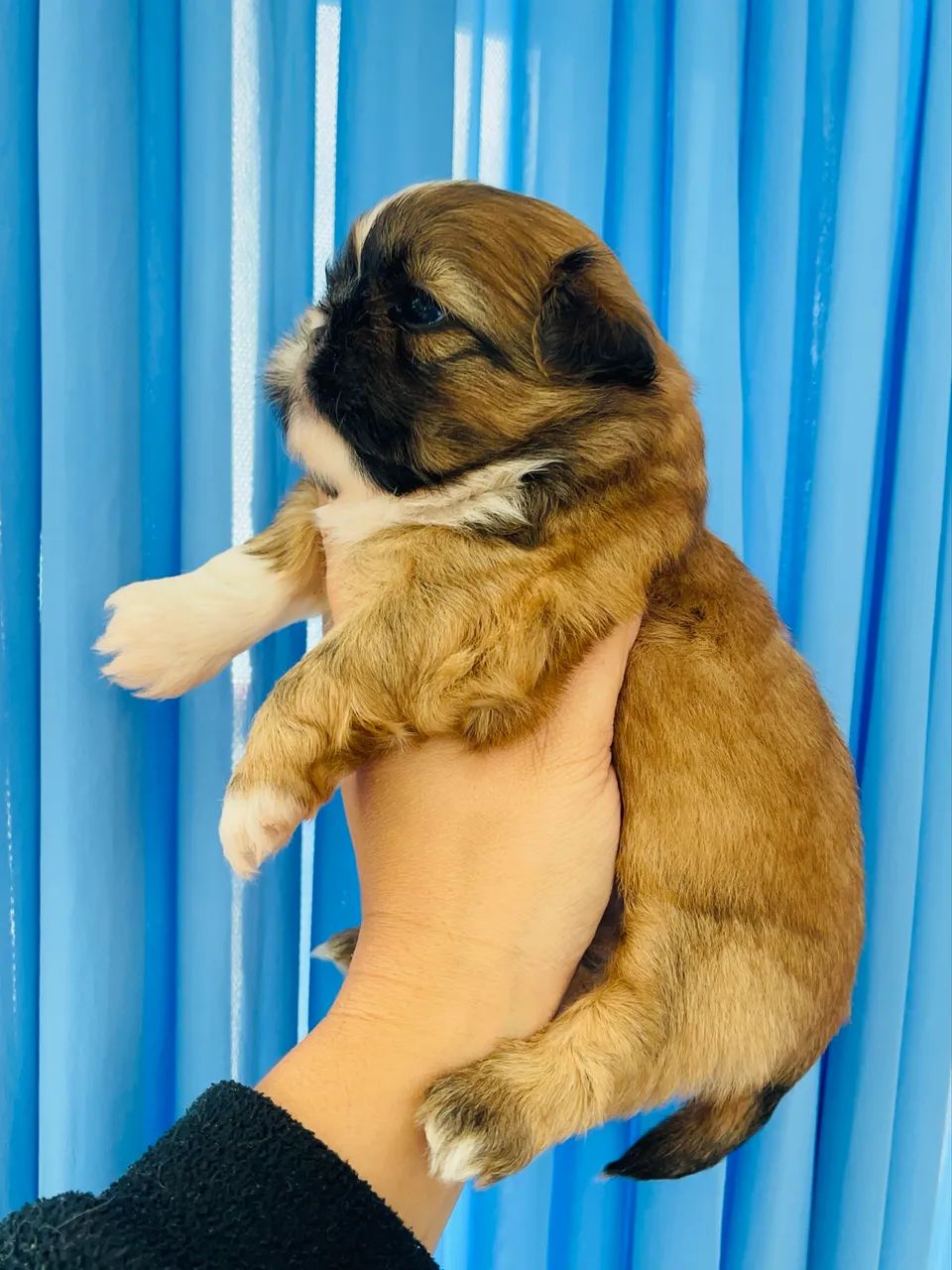 Macho de Shihtzu  - Foto 2
