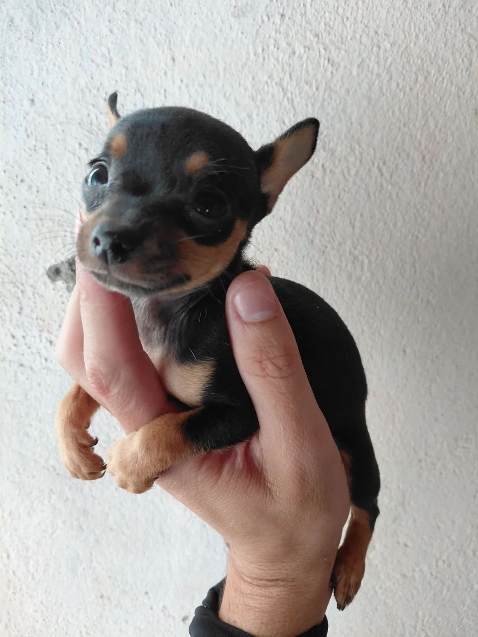 Filhote de pinscher