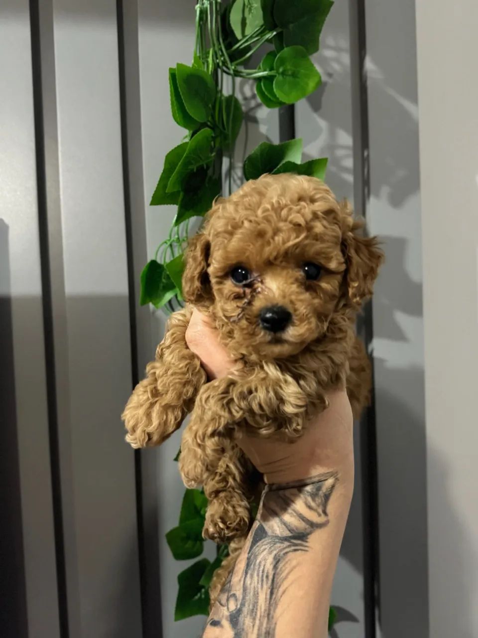 Poodle Toy red macho   - Foto 3