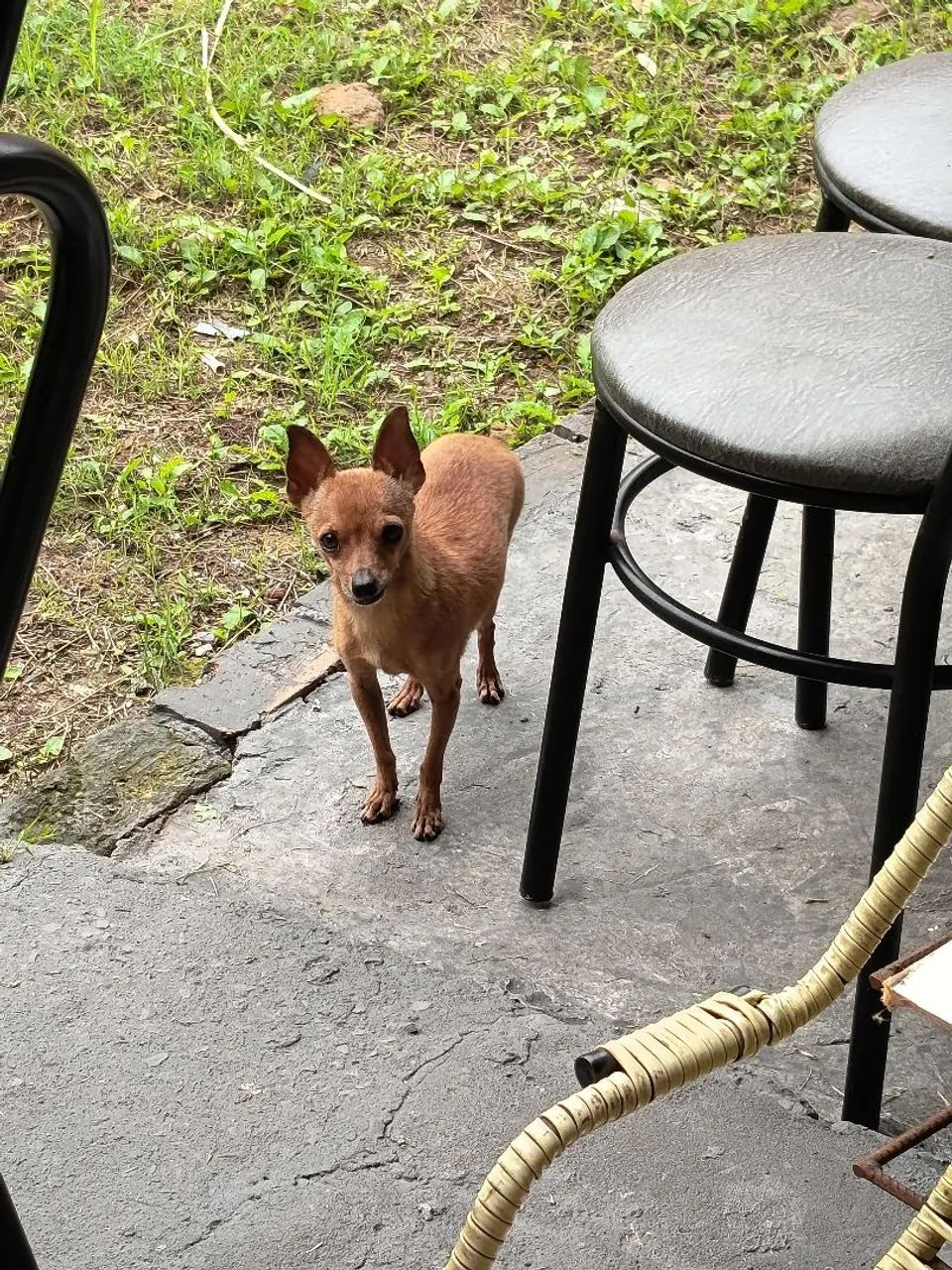 Pinscher  - Foto 5