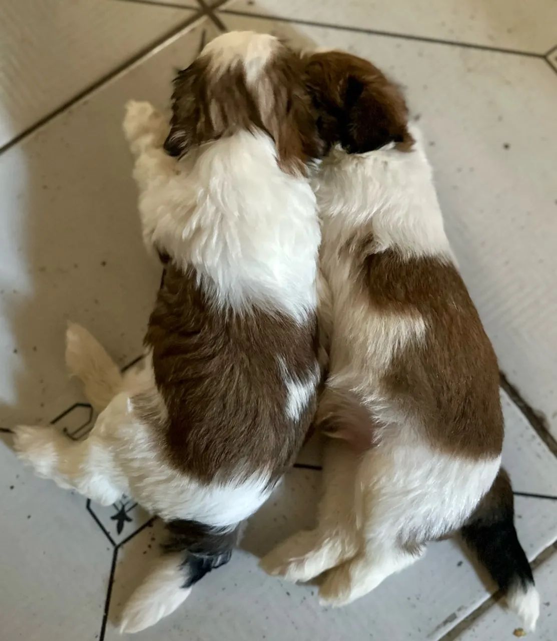 Filhote shitzu - Foto 4