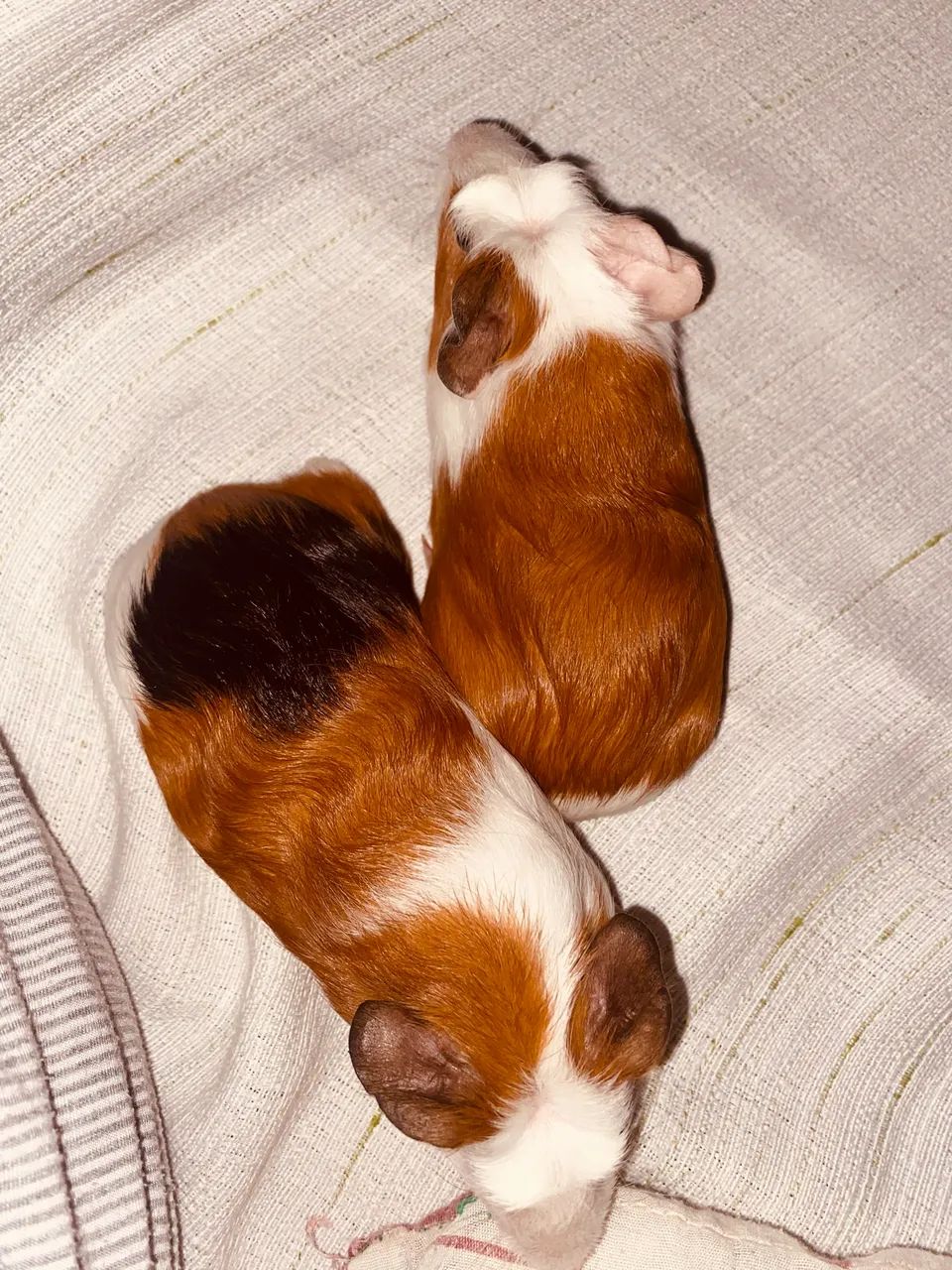 pet sitter