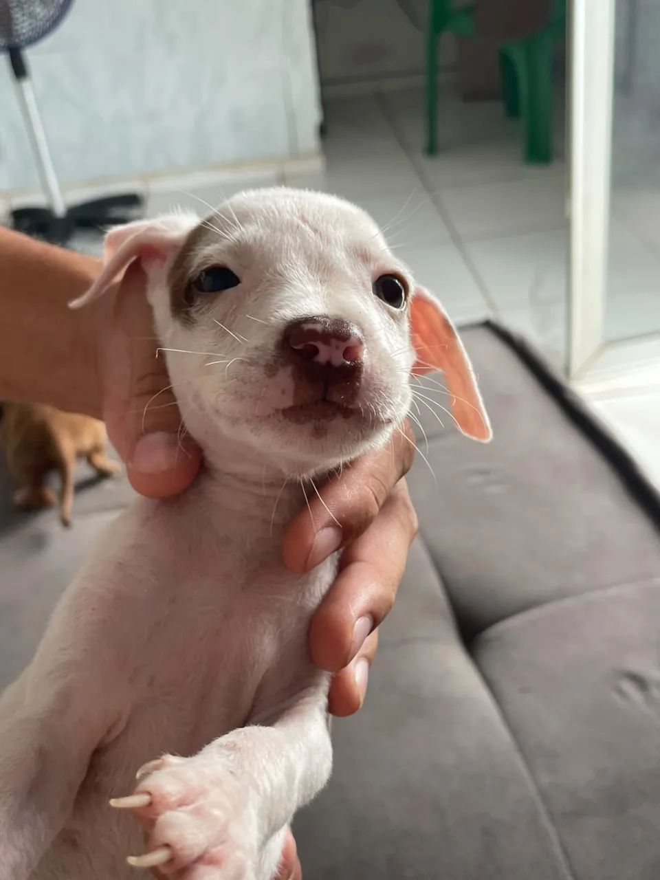 filhotes de pitbull - Foto 3