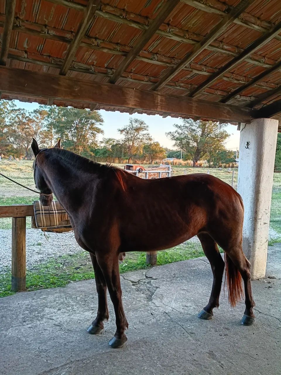 Égua MM - Foto 4