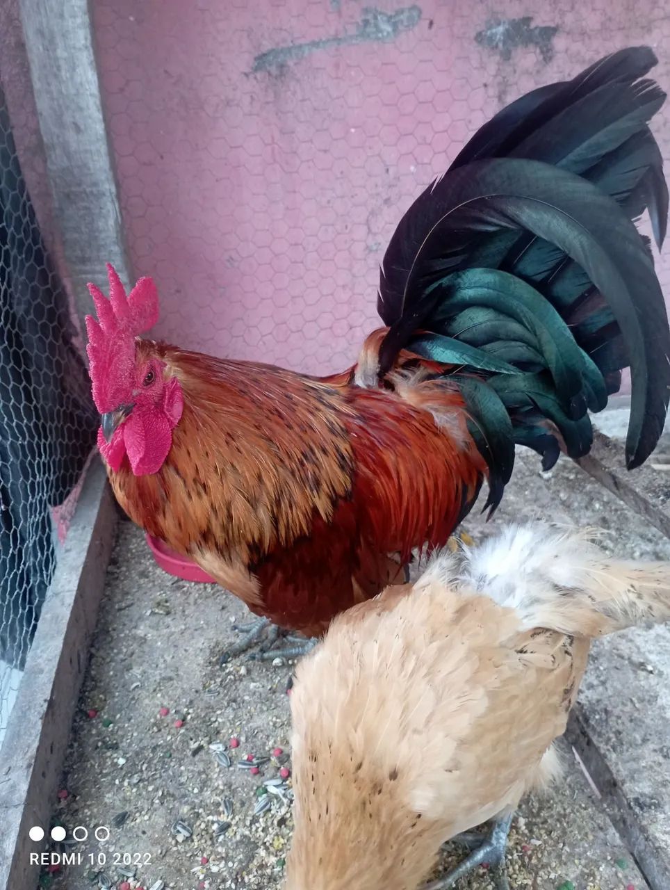Galinha e galo - Foto 5