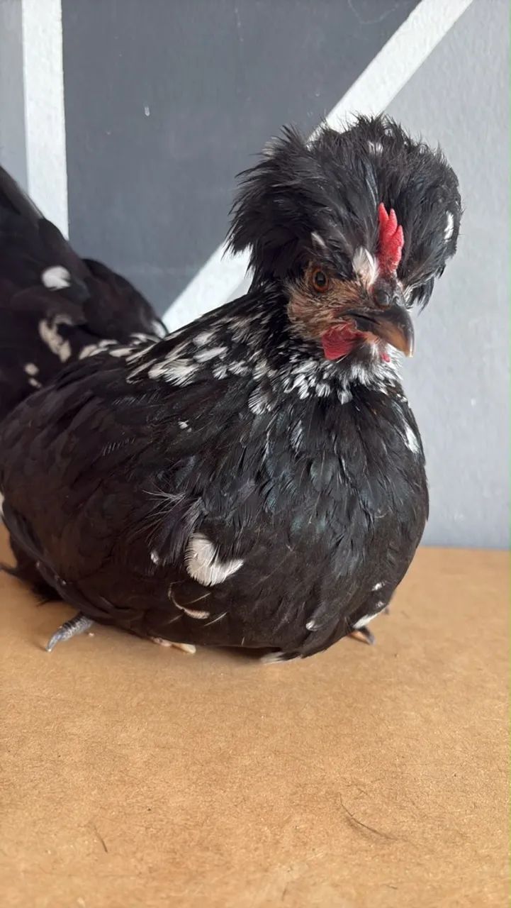 Garnizé modelada - Foto 3