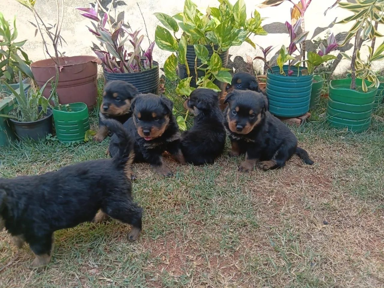 Filhotes de rottweiler - Foto 4