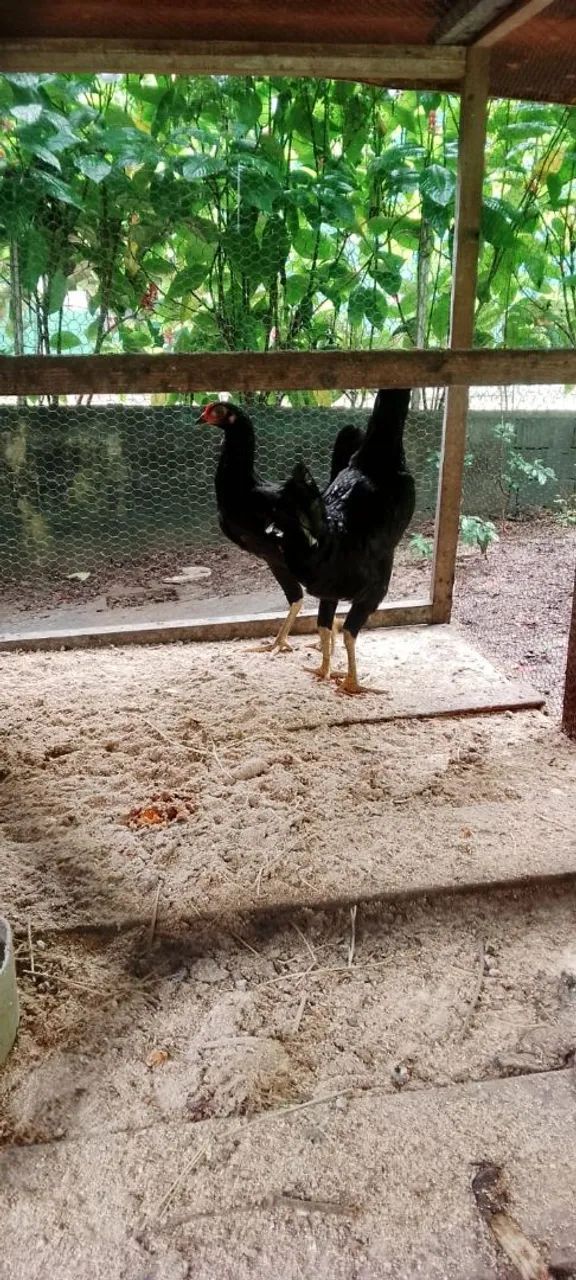 Casal de frangos caipira 