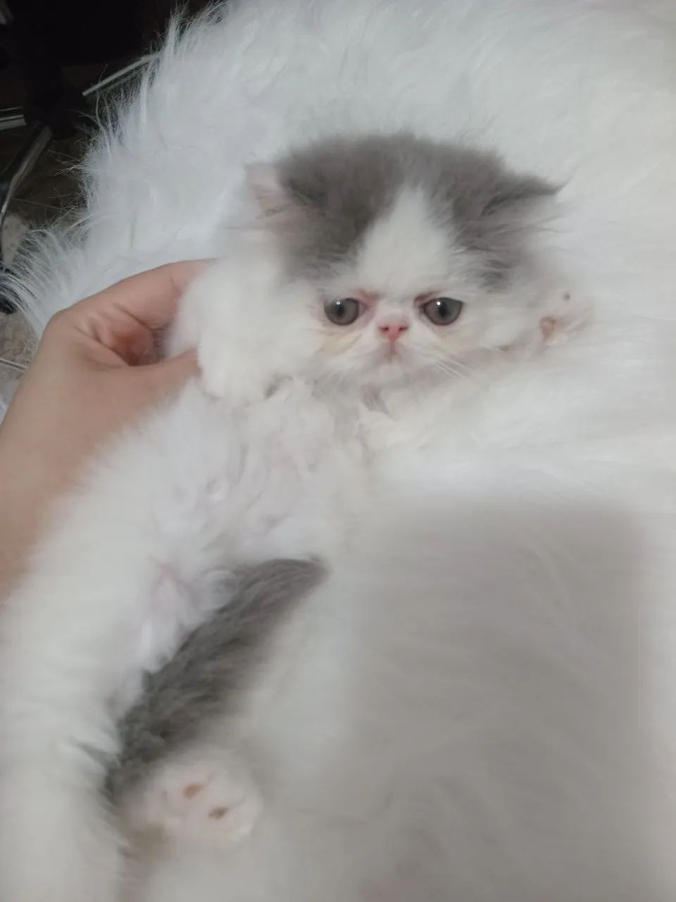  Gato persa macho - Foto 3