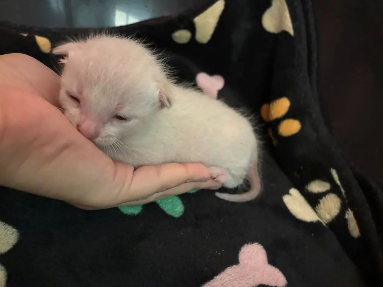 Gatinhos para Adoção Responsável somente após o desmame - Foto 3