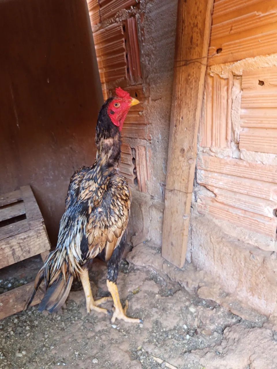 Frango índio 
