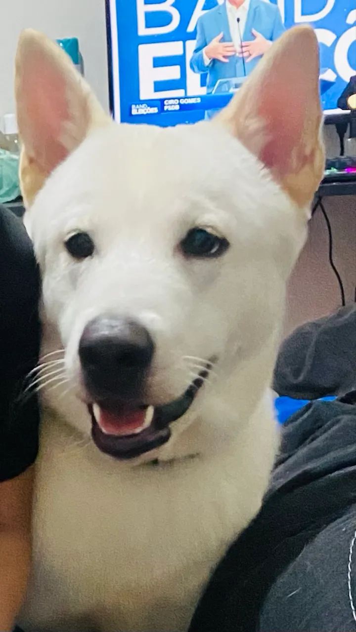 Cachorro  - Foto 5