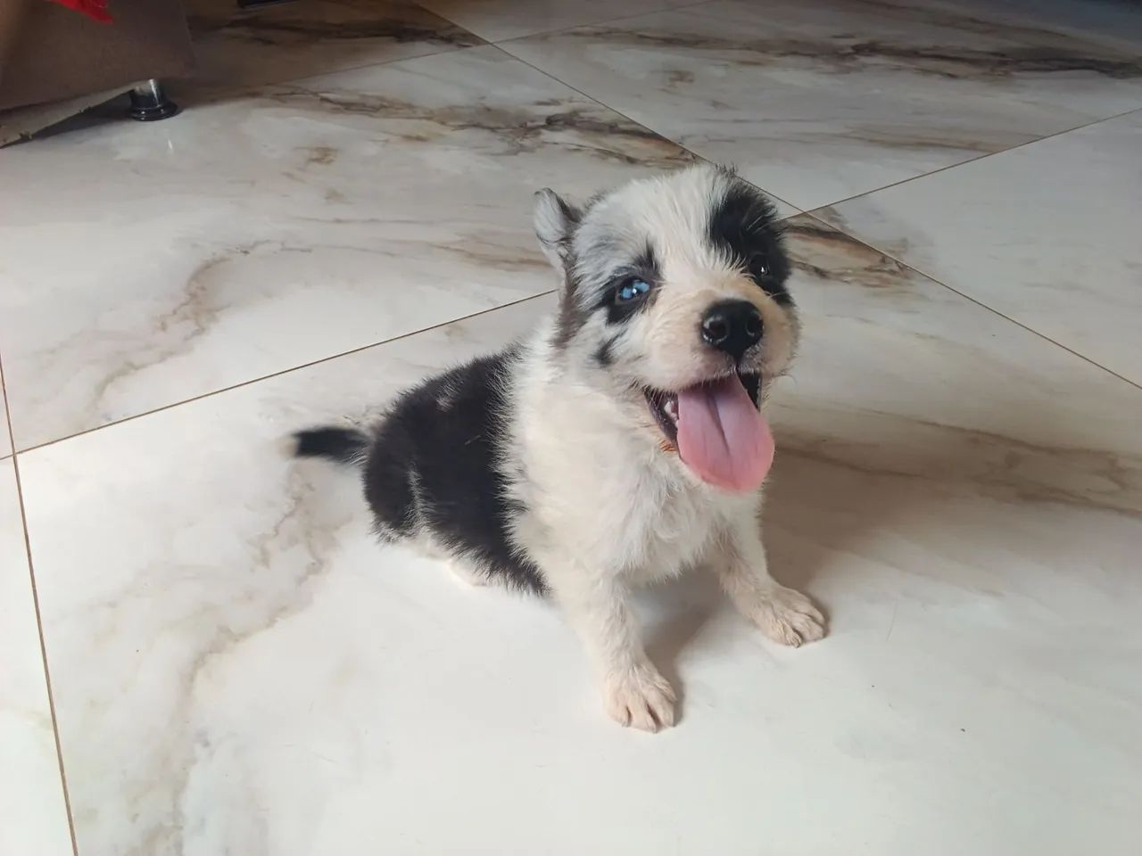 Border collie  - Foto 5