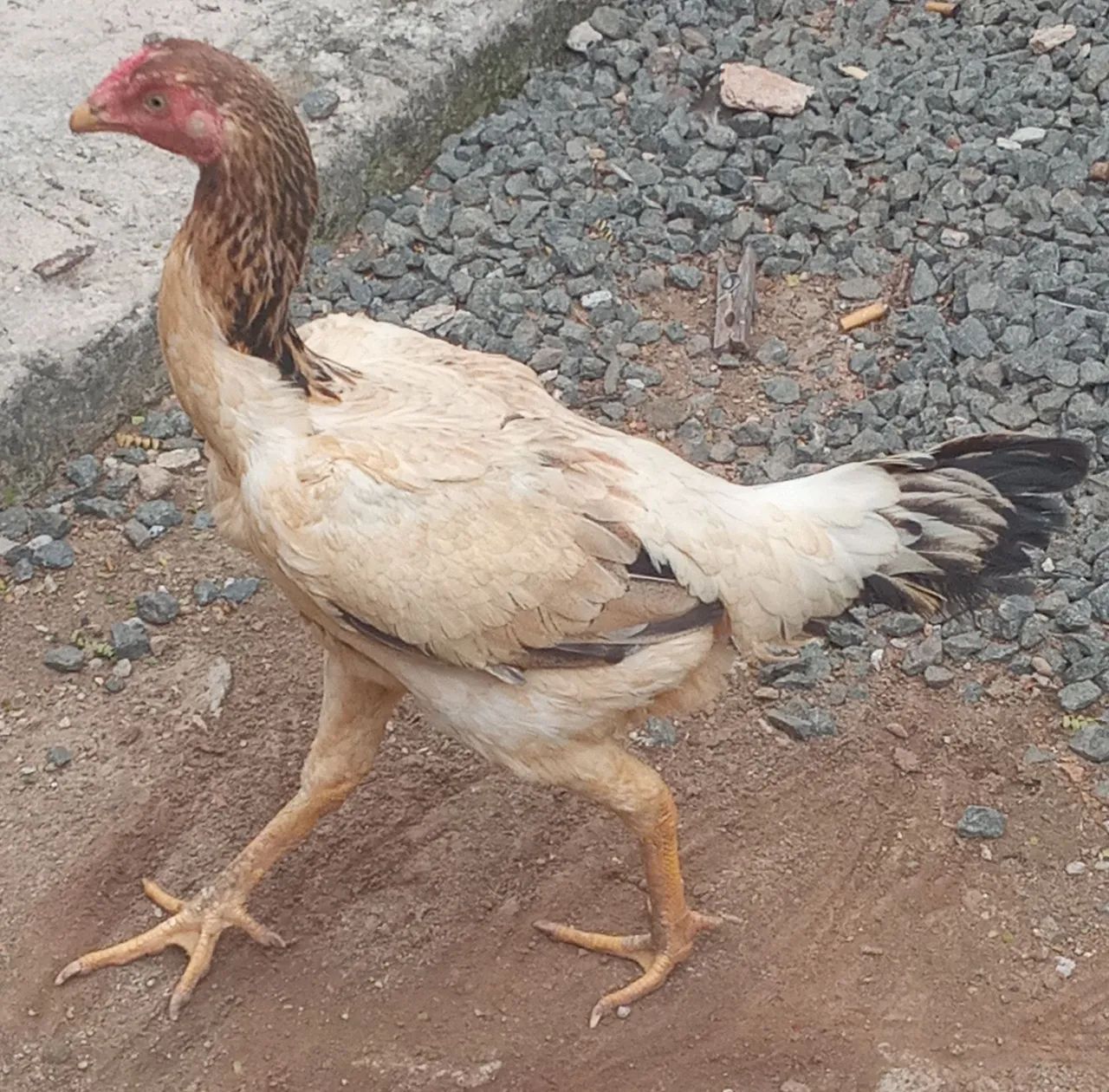 Galinha india  - Foto 2