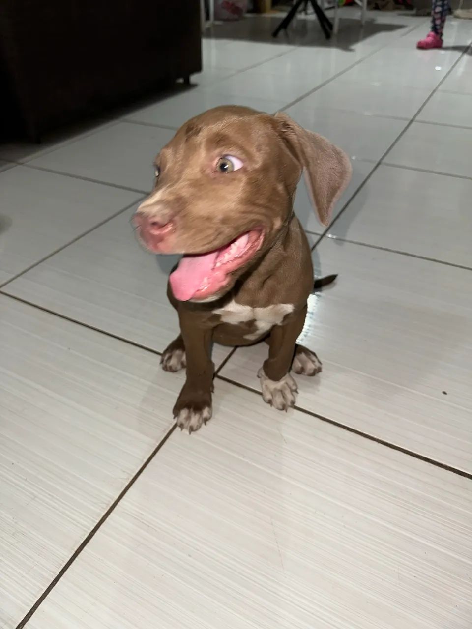 Vendo Última Filhote de Pitbull R$ 280 - Foto 2