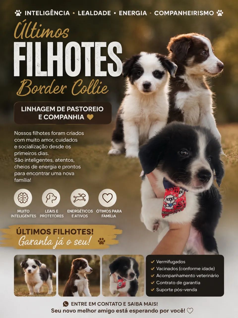 Filhotes de Boder Collie
