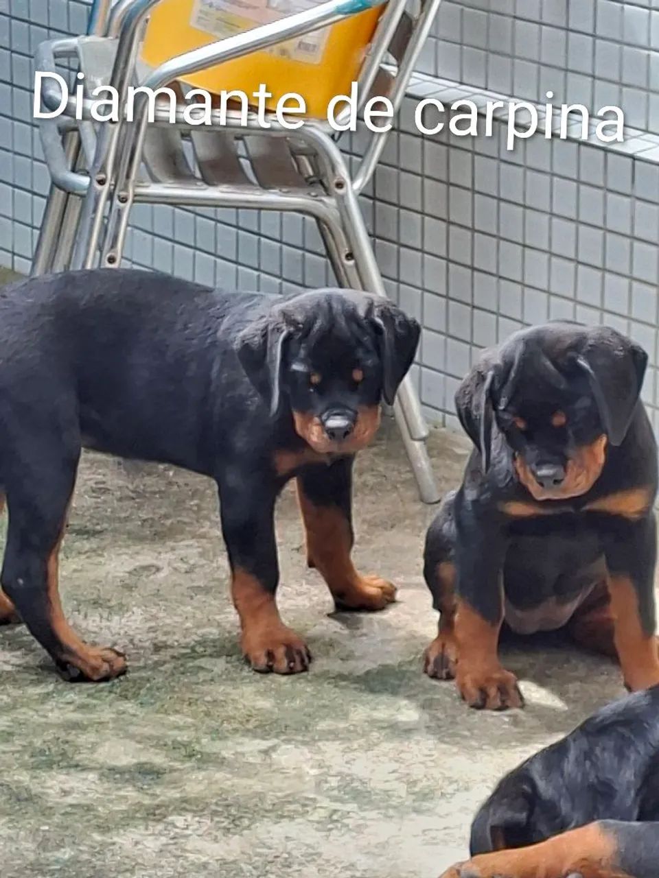 cachorro  - Foto 3