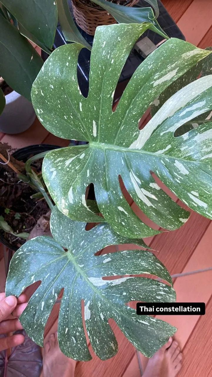 Monstera Thai Constellation