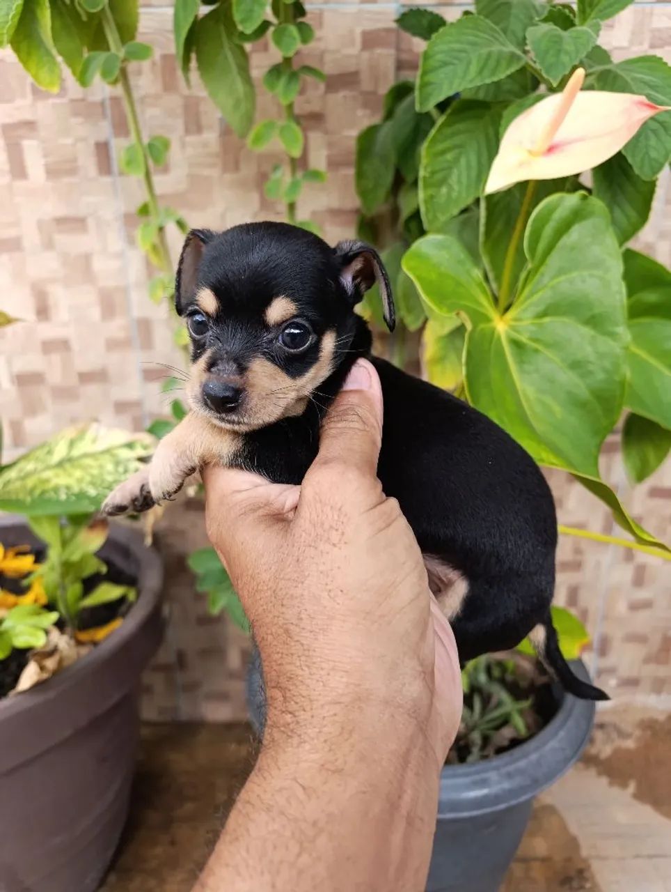 Pinsher 