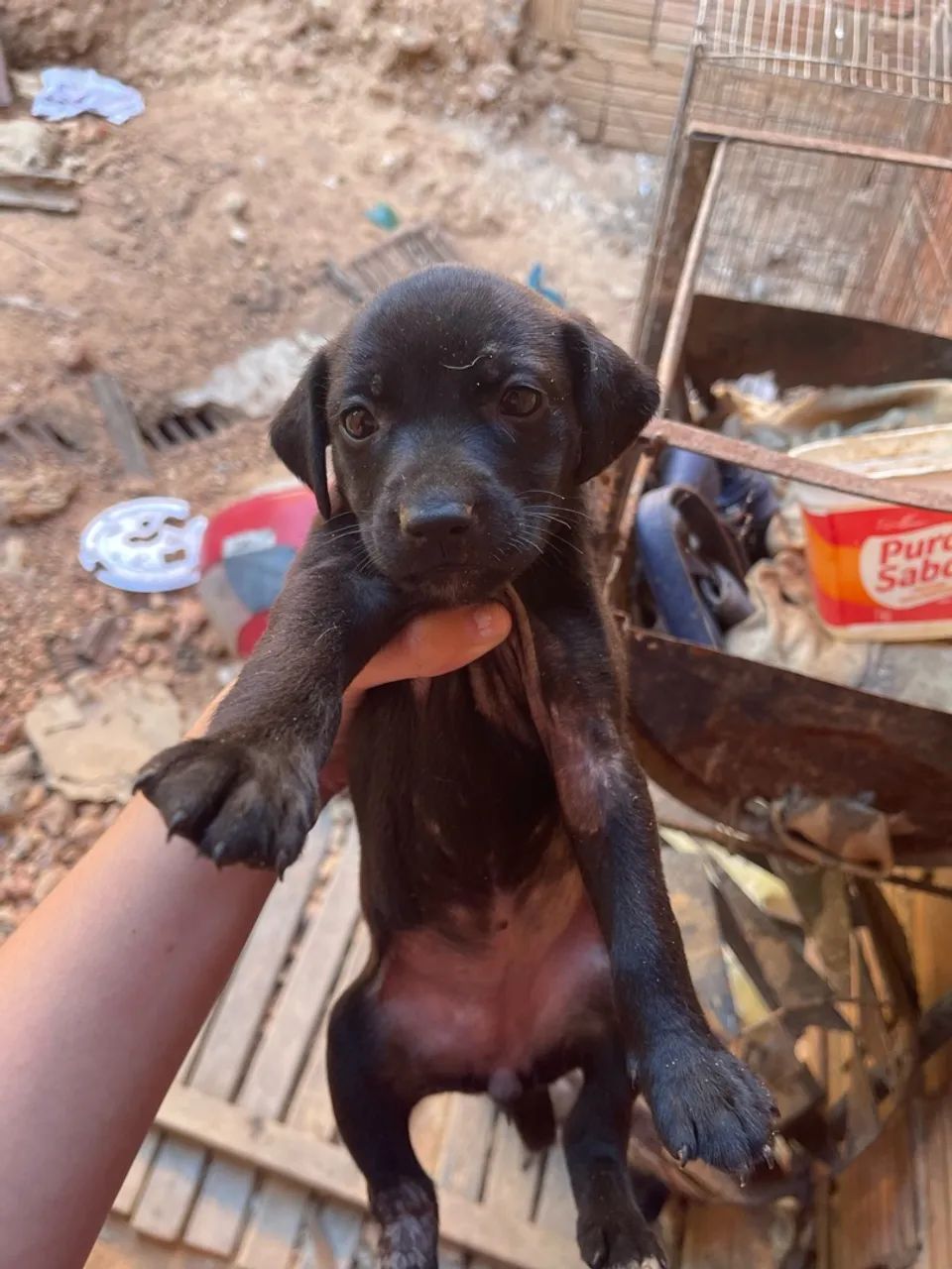 cachorros para doaç ão  - Foto 2
