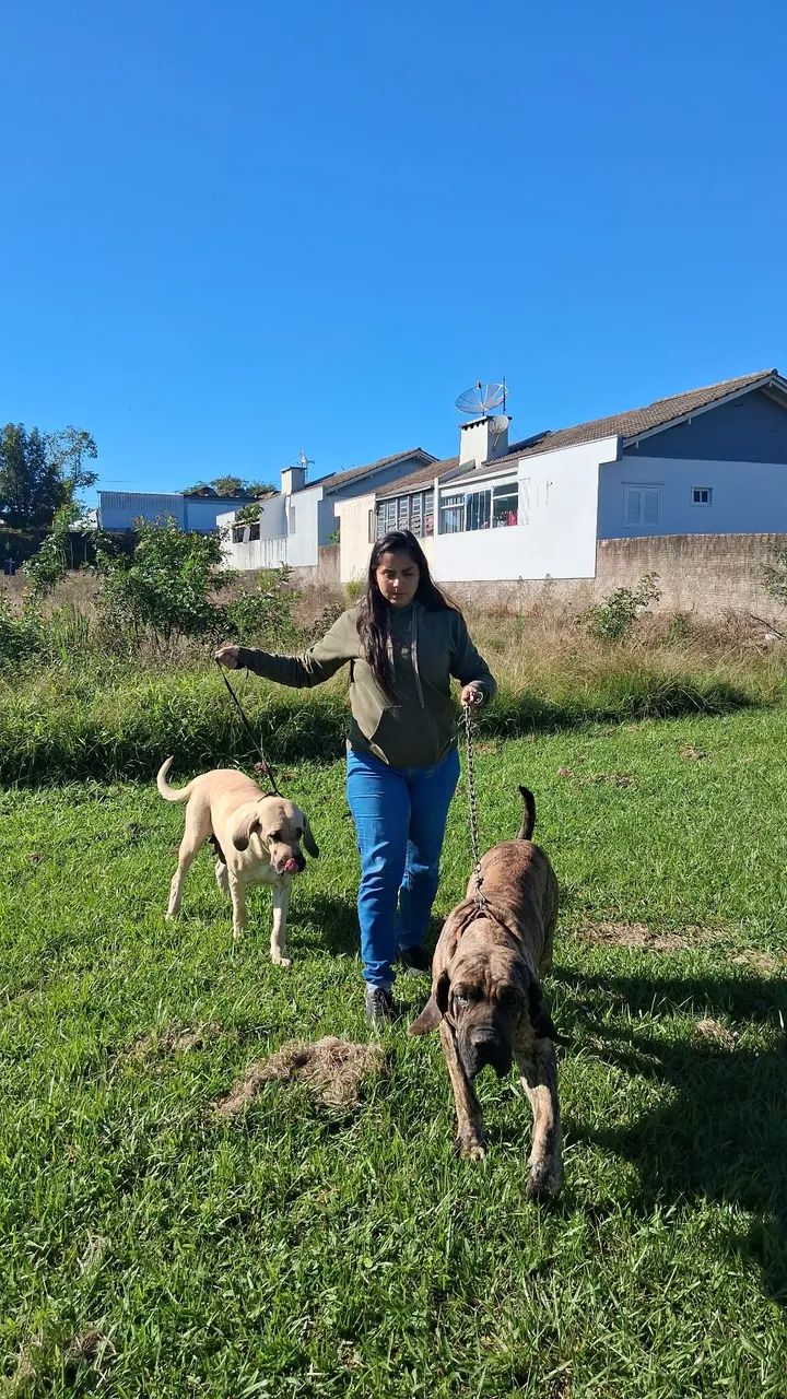 Vende-se Filhote de Fila Brasileiro  - Foto 4