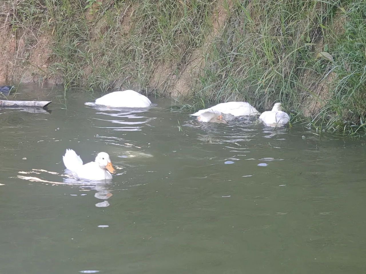 Marrecos de Pequim  - Foto 2
