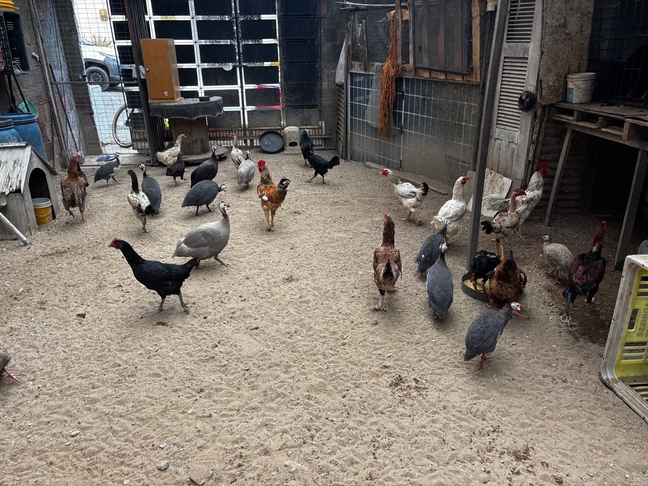 Galos e galinhas diversos. - Foto 5