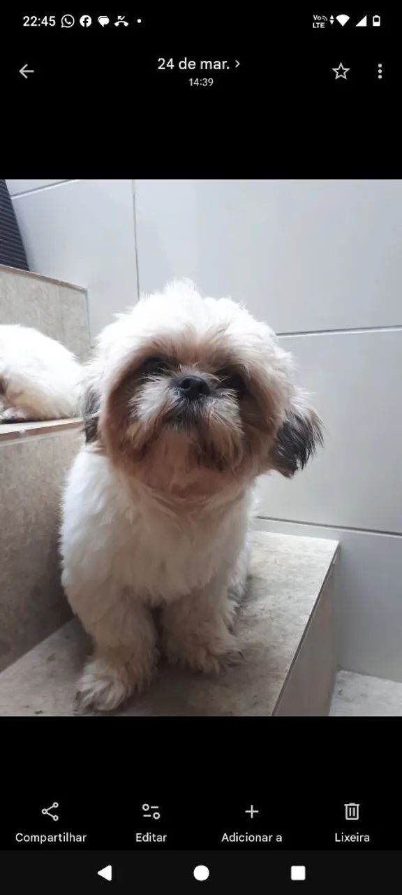Shitzu