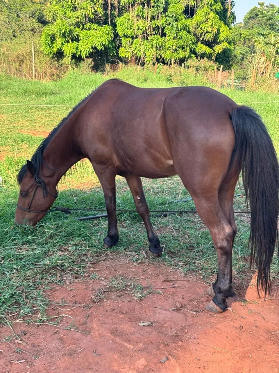 Vende-se Égua  - Foto 4