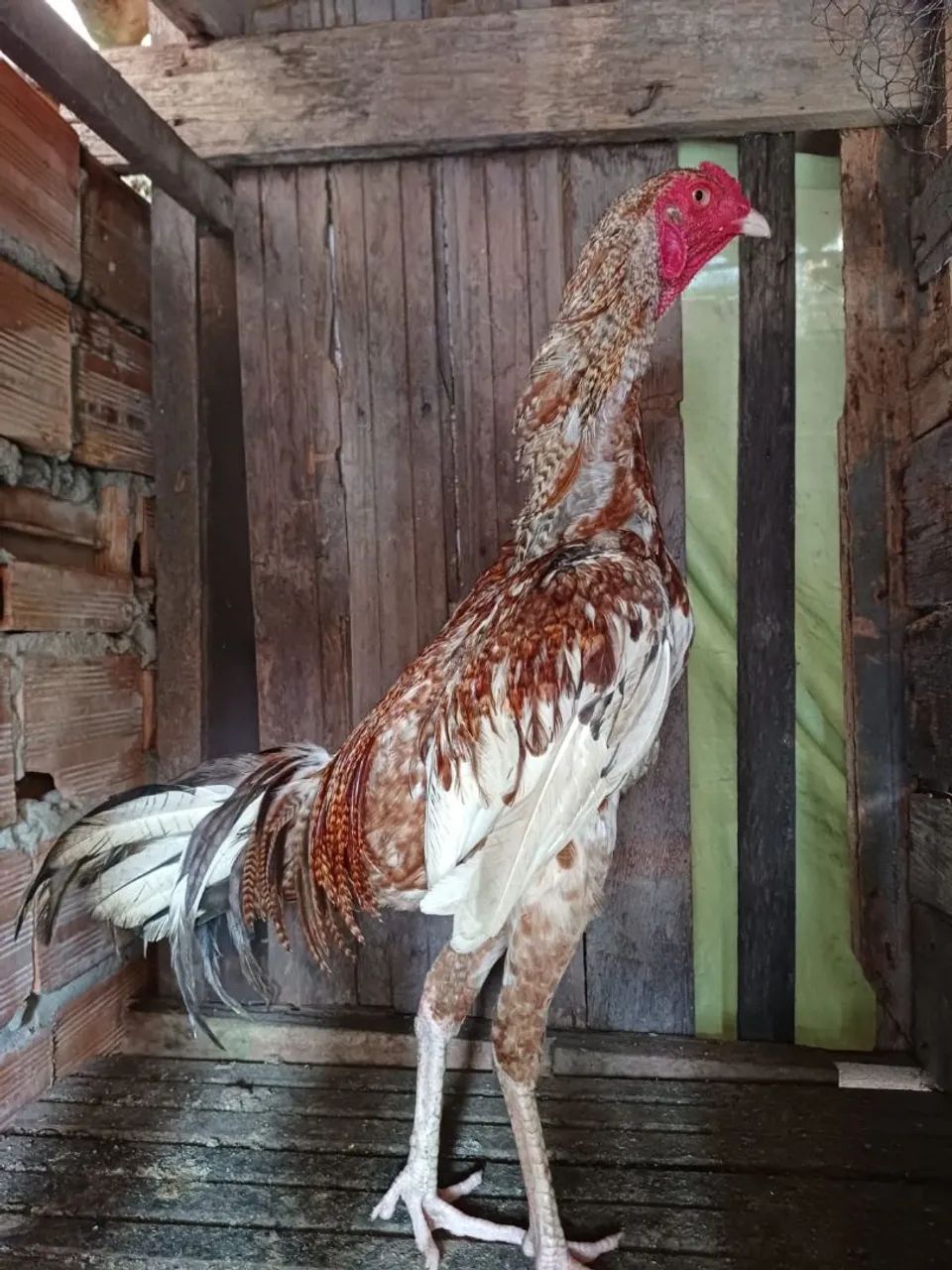 Galo