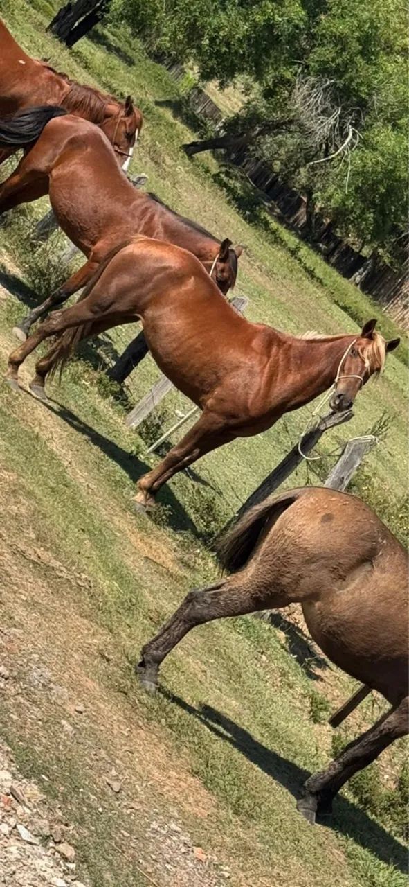 Cavalos  - Foto 4