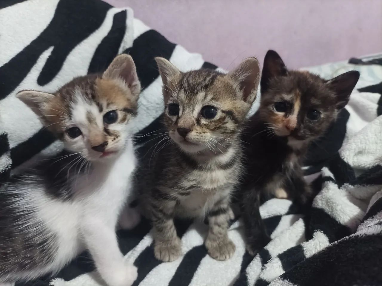 Gatas em ADOÇÃO 