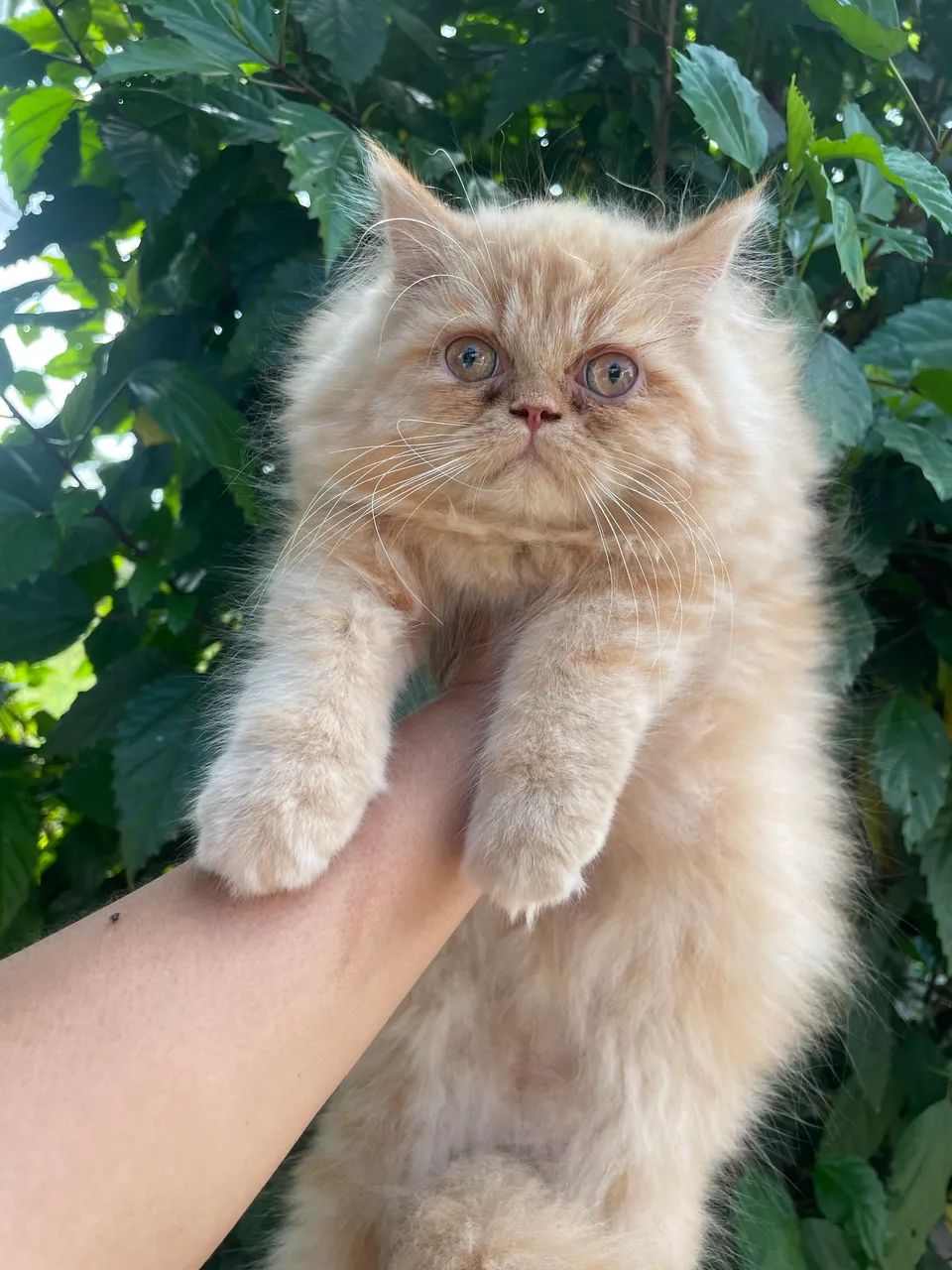 Gatinha persa !! - Foto 3
