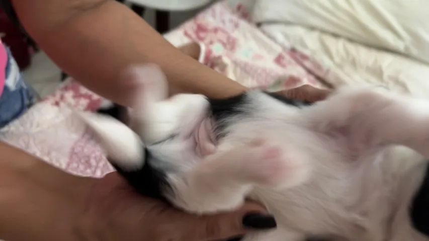 Shih Tzu - Foto 2