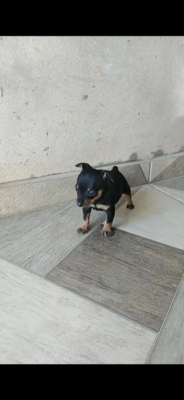 Cachorro 
