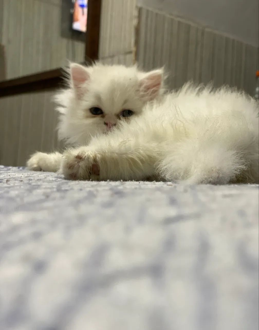 Lindos bebezinhos de gato persa - Foto 5