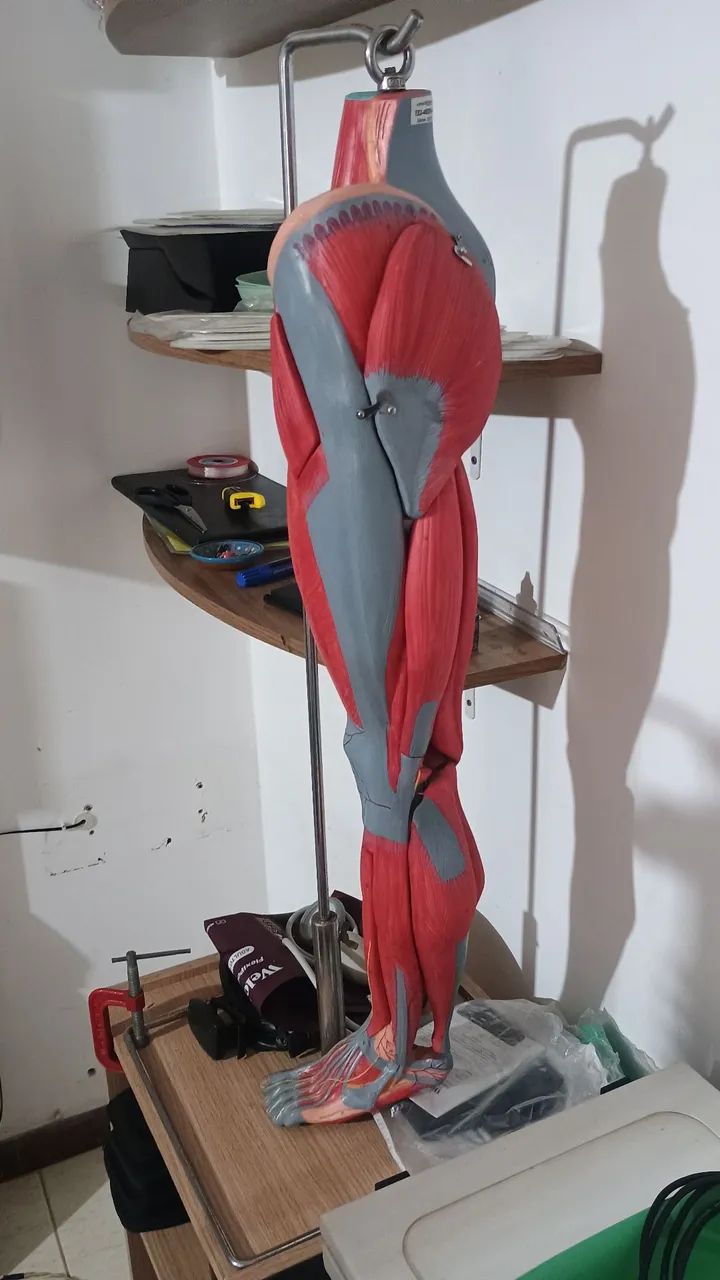 Modelo anatômico PERNA  - Foto 2