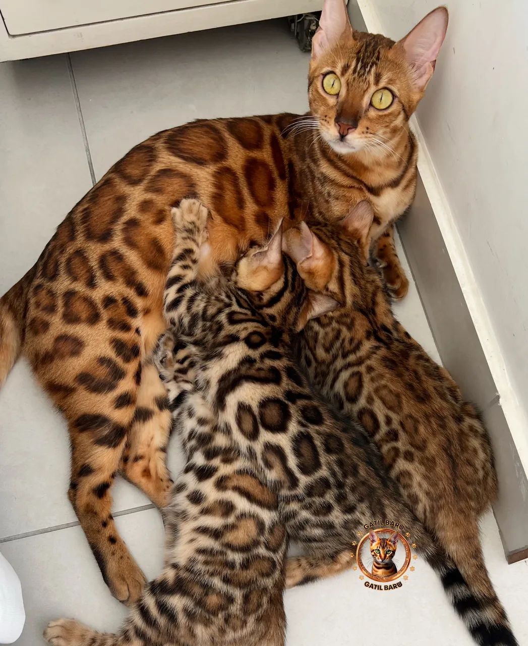 Gato Bengal 