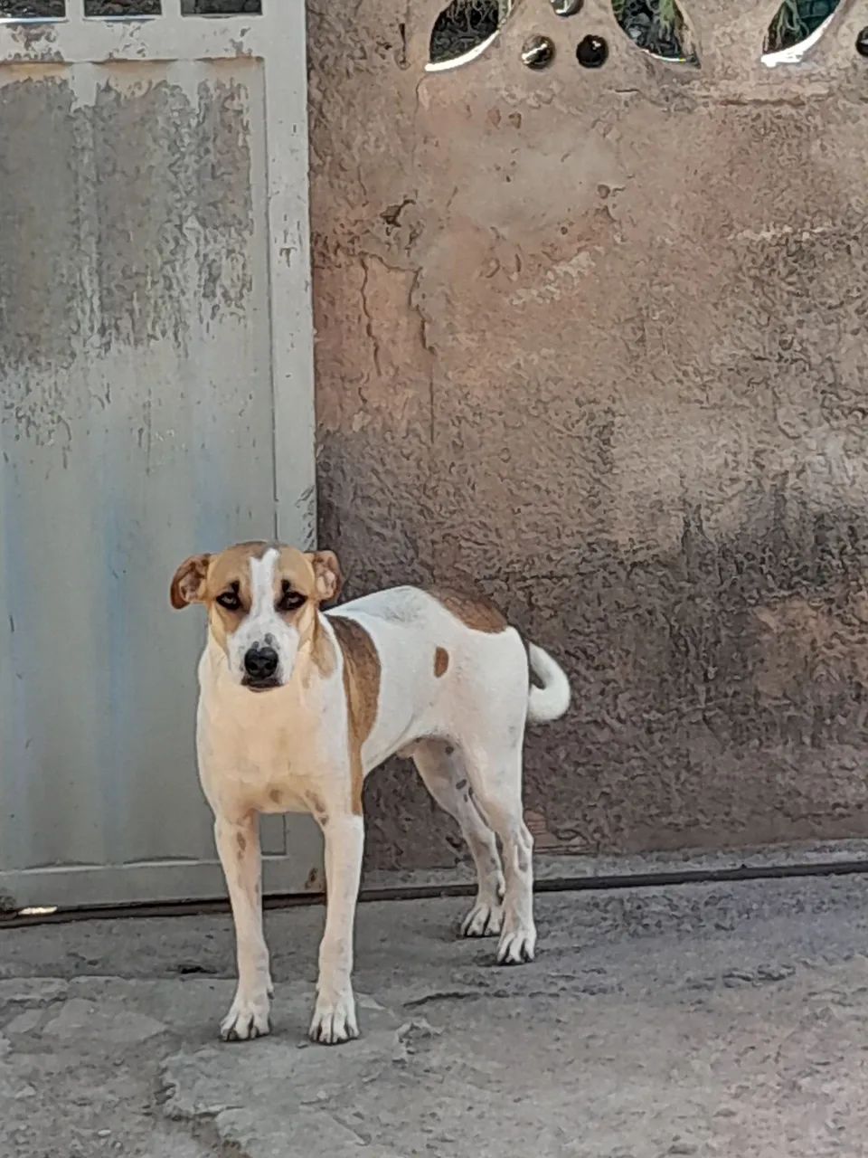 Cachorro - Foto 3