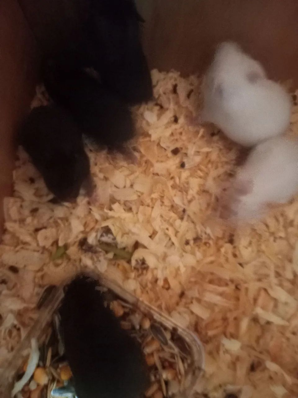 Hamster 430234112465971202