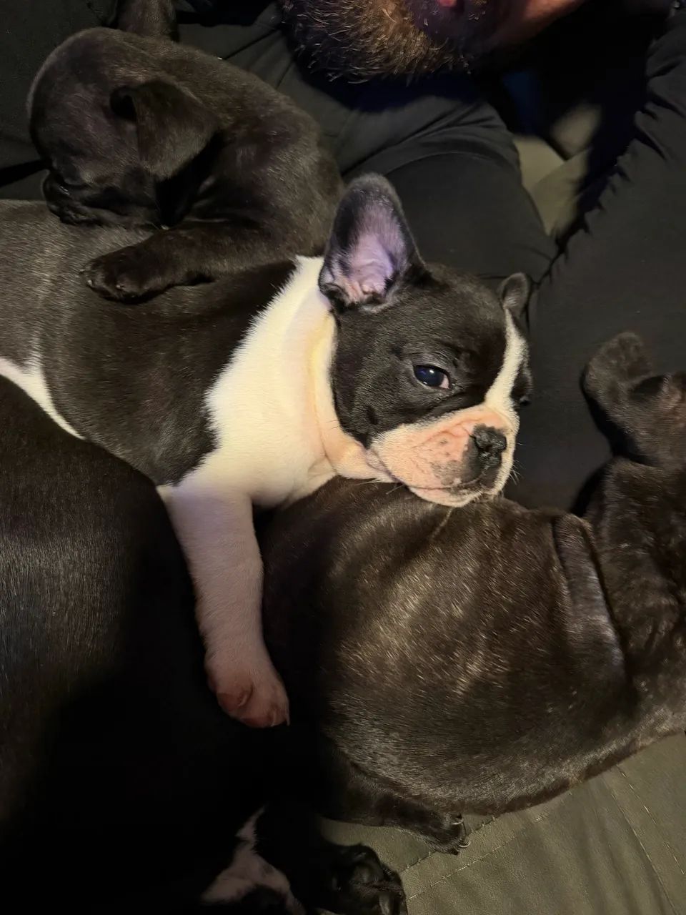 Bulldog Francês  - Foto 3