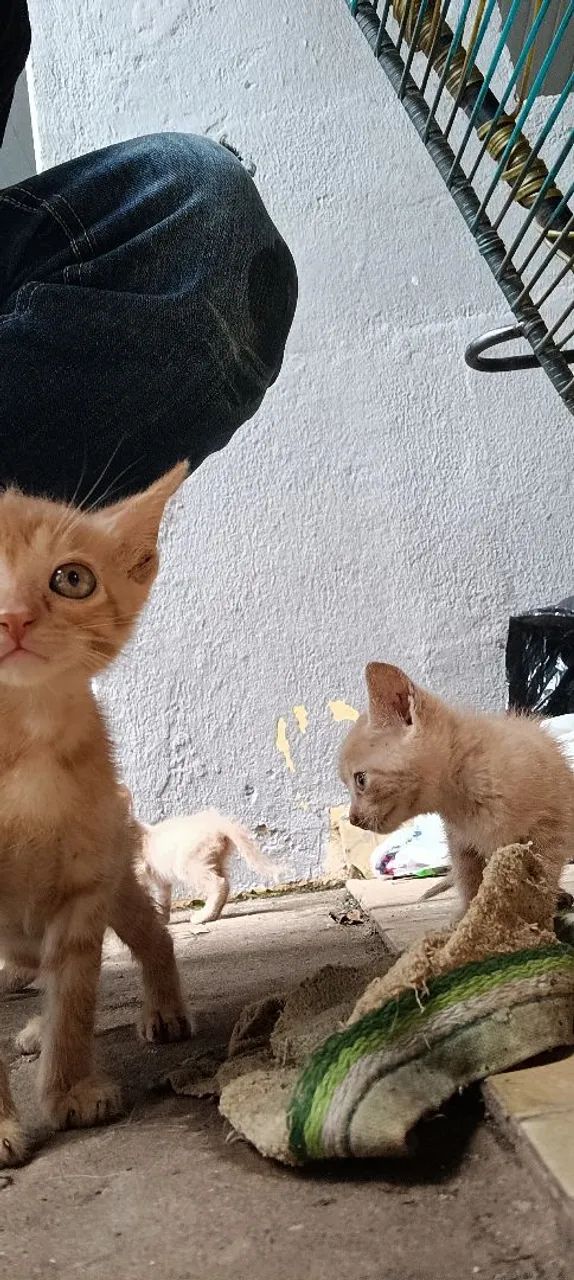 ? DOAÇÃO DE GATINHOS ?