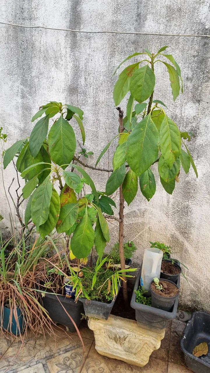 Avocado enxertado