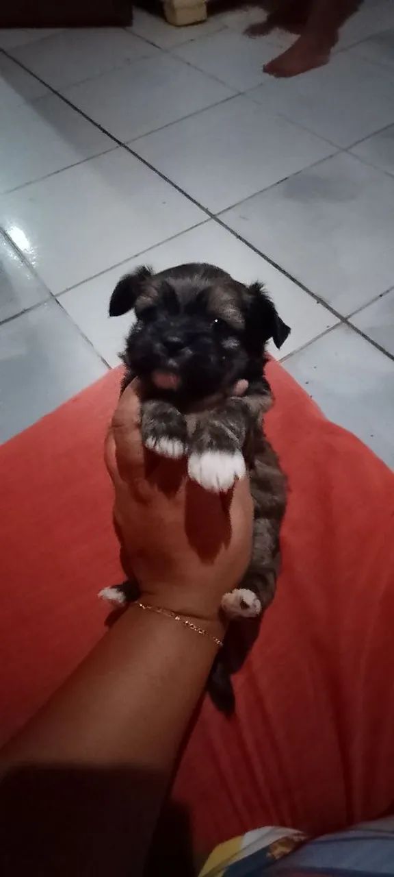 Machinho chitsu  - Foto 2
