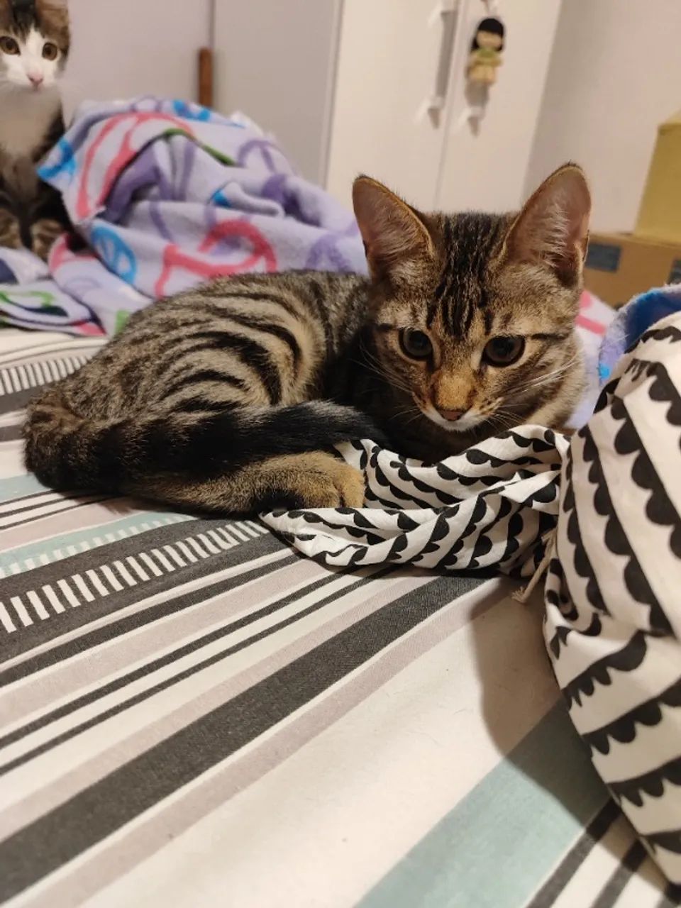 Doação consciente Gata