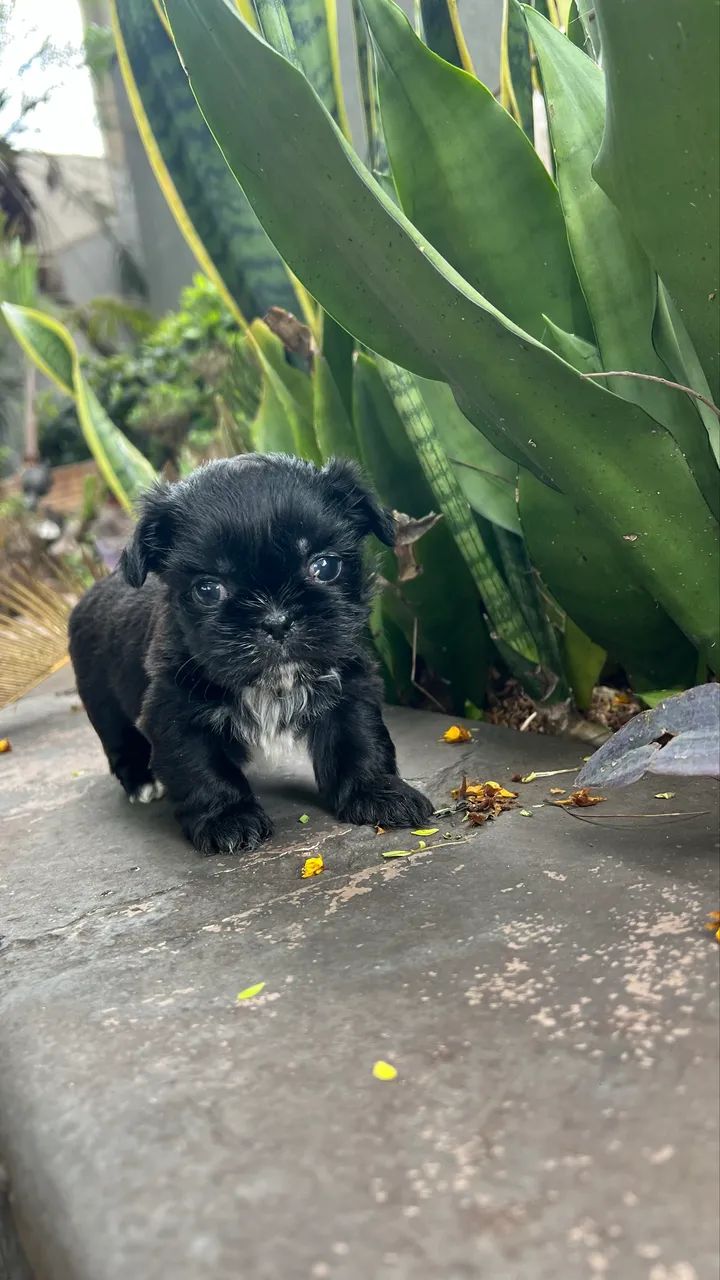Shihtzu mini 