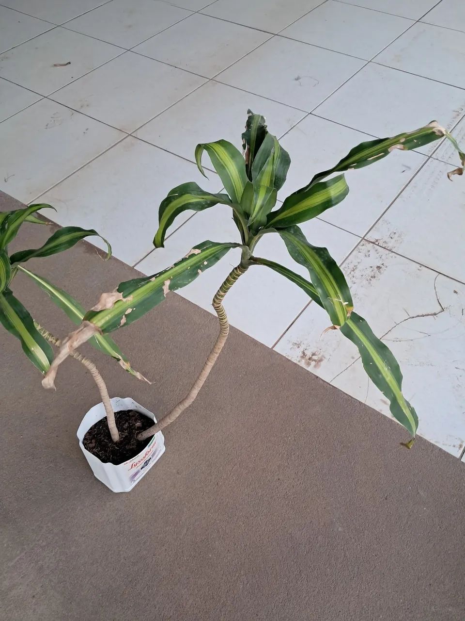 Planta  - Foto 2