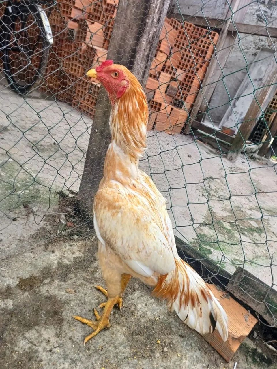 Galo
